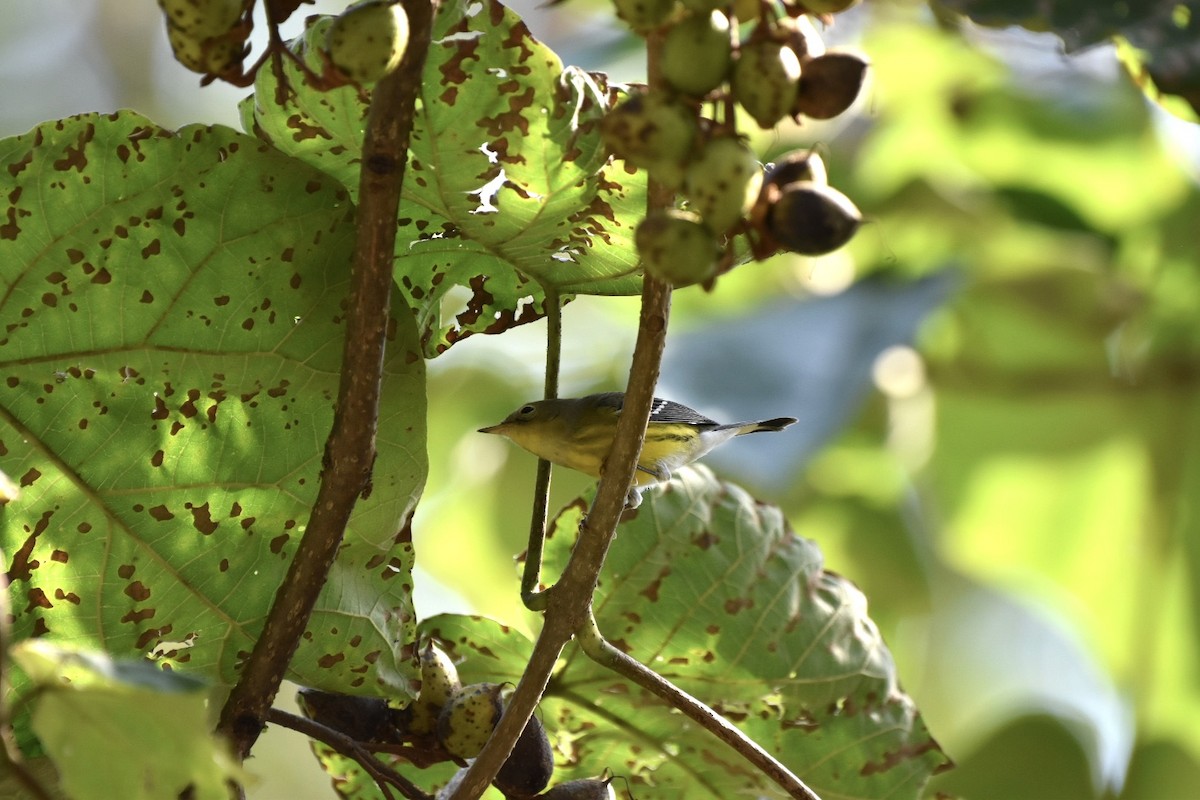 Magnolia Warbler - ML624116390