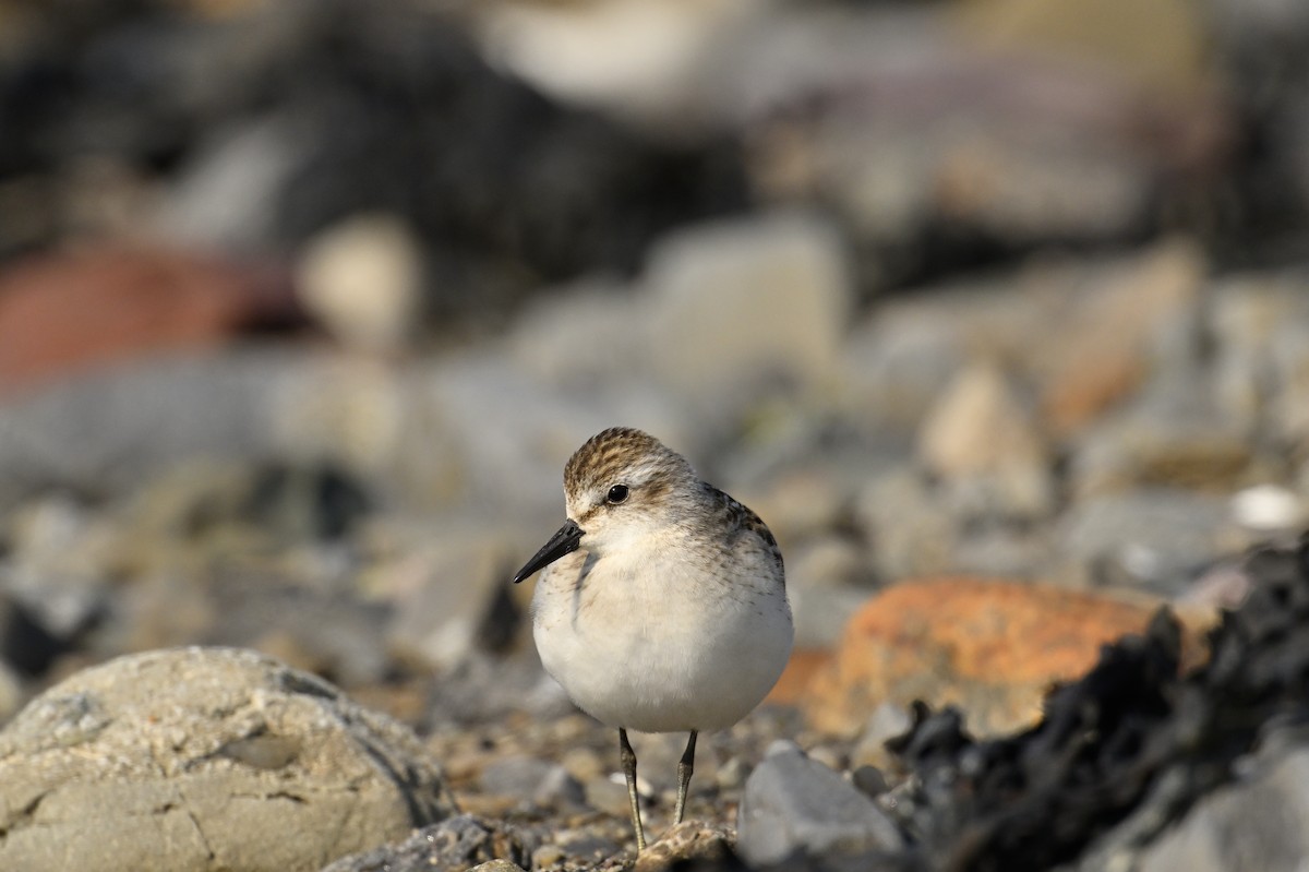 Least Sandpiper - ML624116392