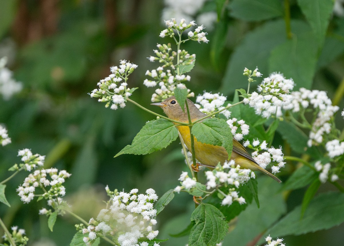 Nashville Warbler - ML624116395