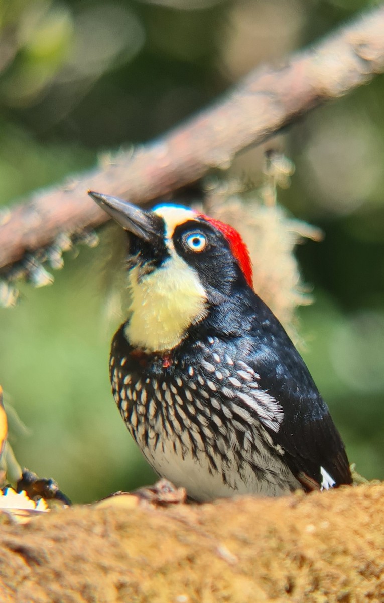 Acorn Woodpecker - ML624116396