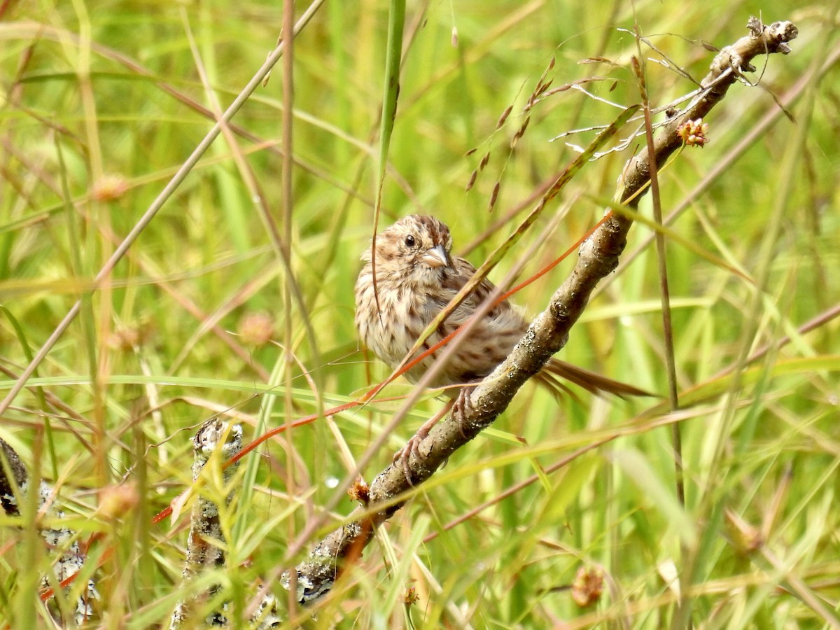 Song Sparrow - ML624116405