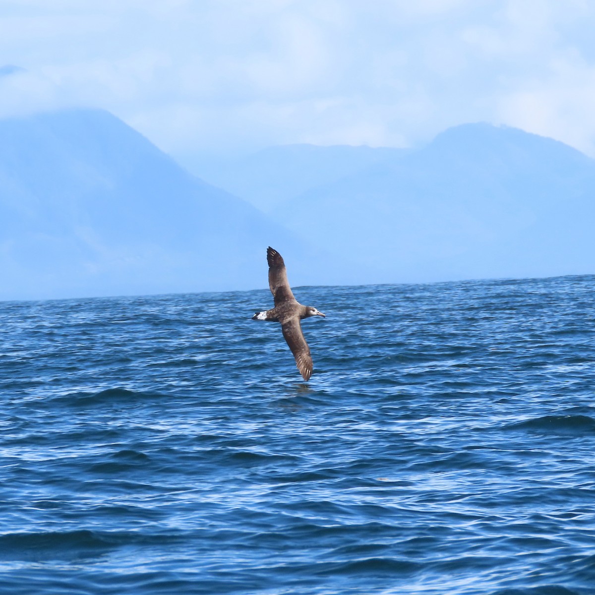 Black-footed Albatross - Suzanne Beauchesne