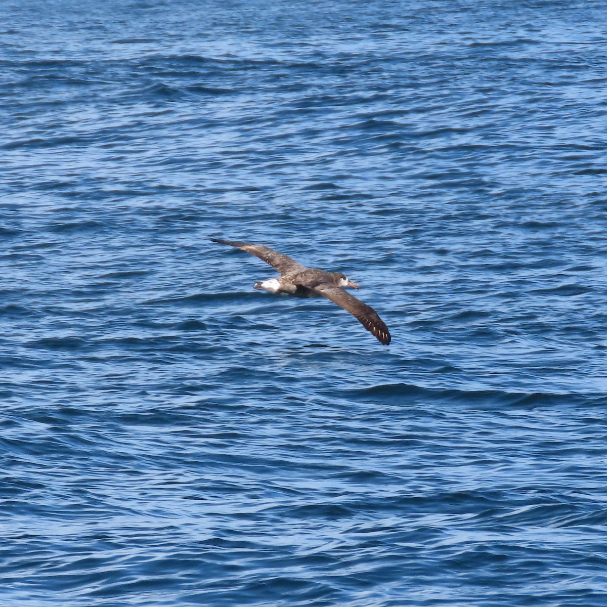 Black-footed Albatross - ML624116412