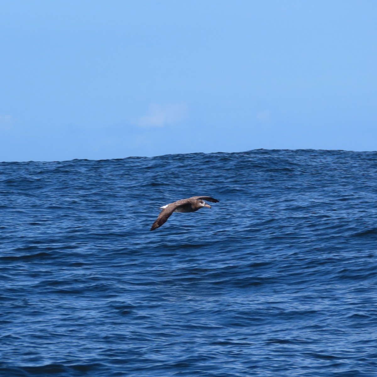 Black-footed Albatross - ML624116413