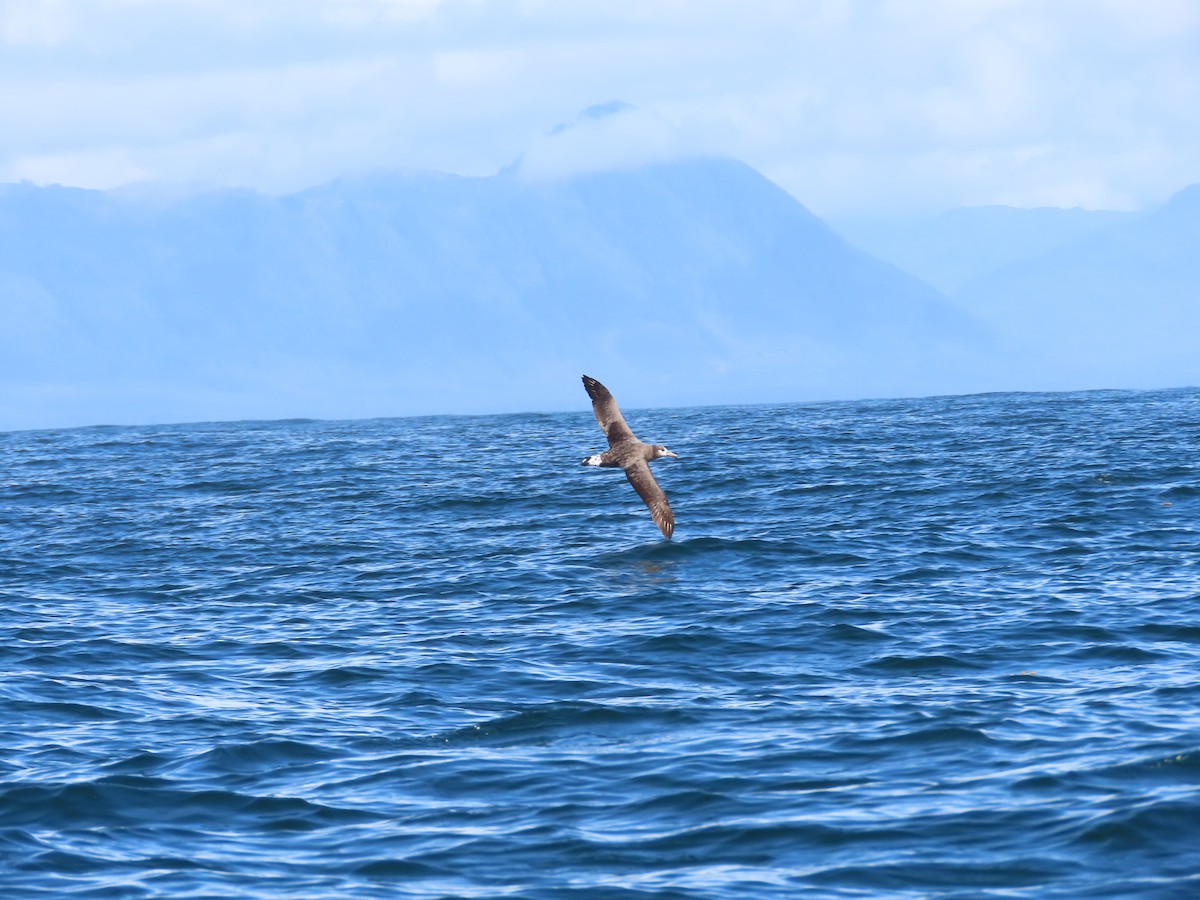 Black-footed Albatross - ML624116415