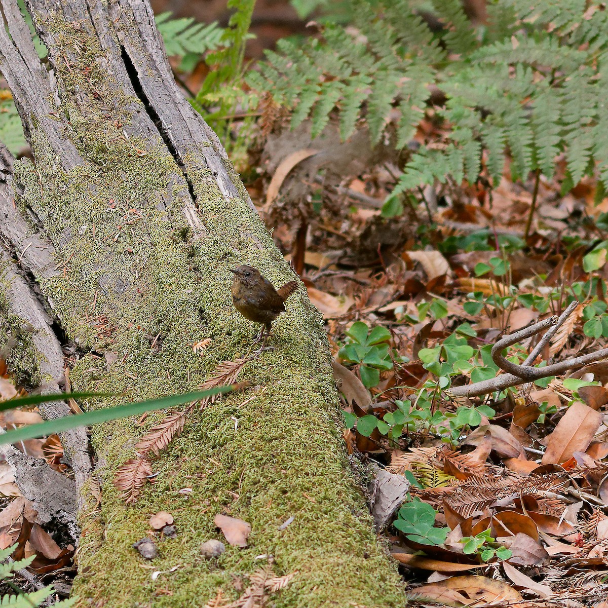 Pacific Wren - ML624116416