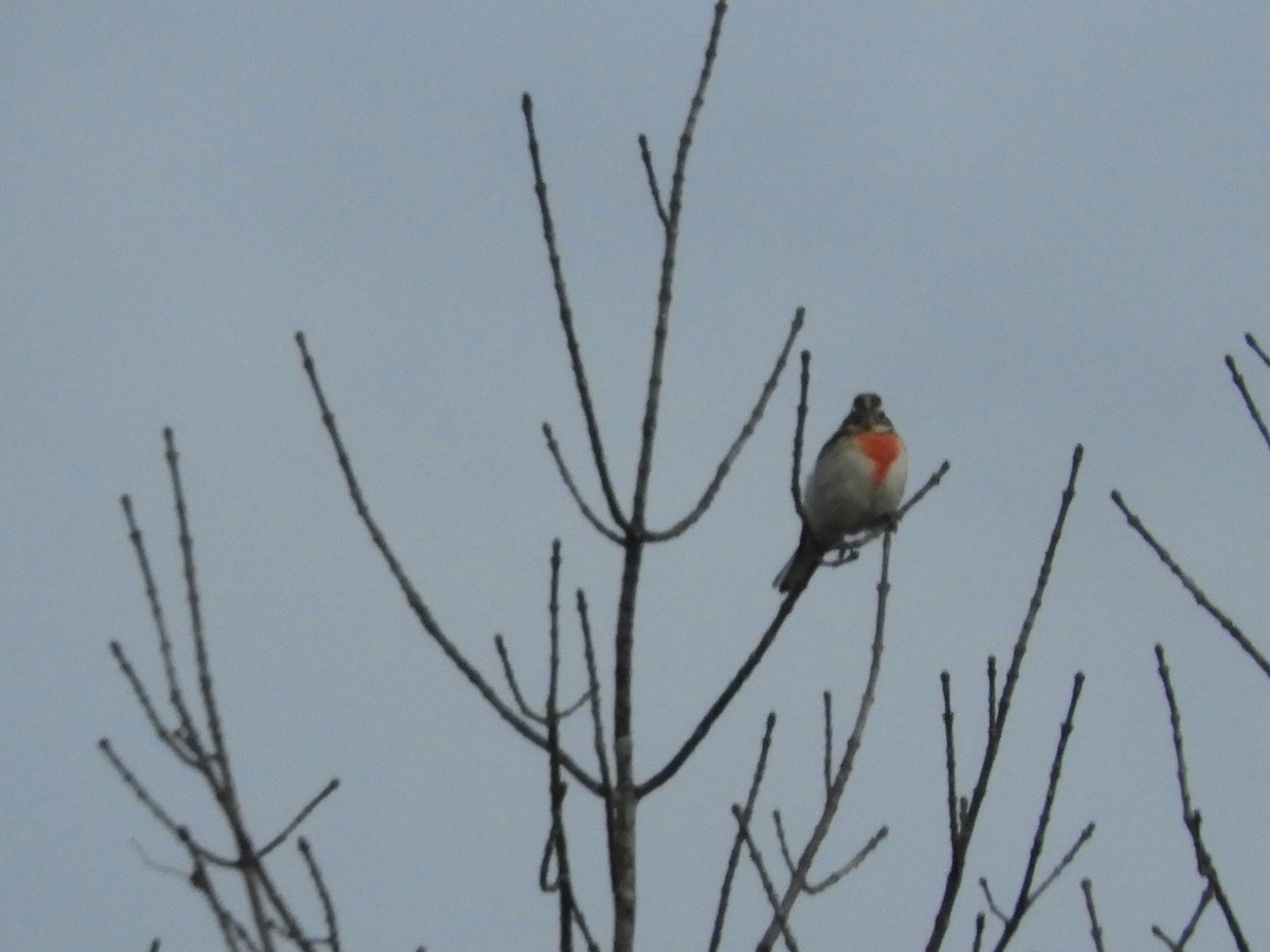 Rose-breasted Grosbeak - ML624116422