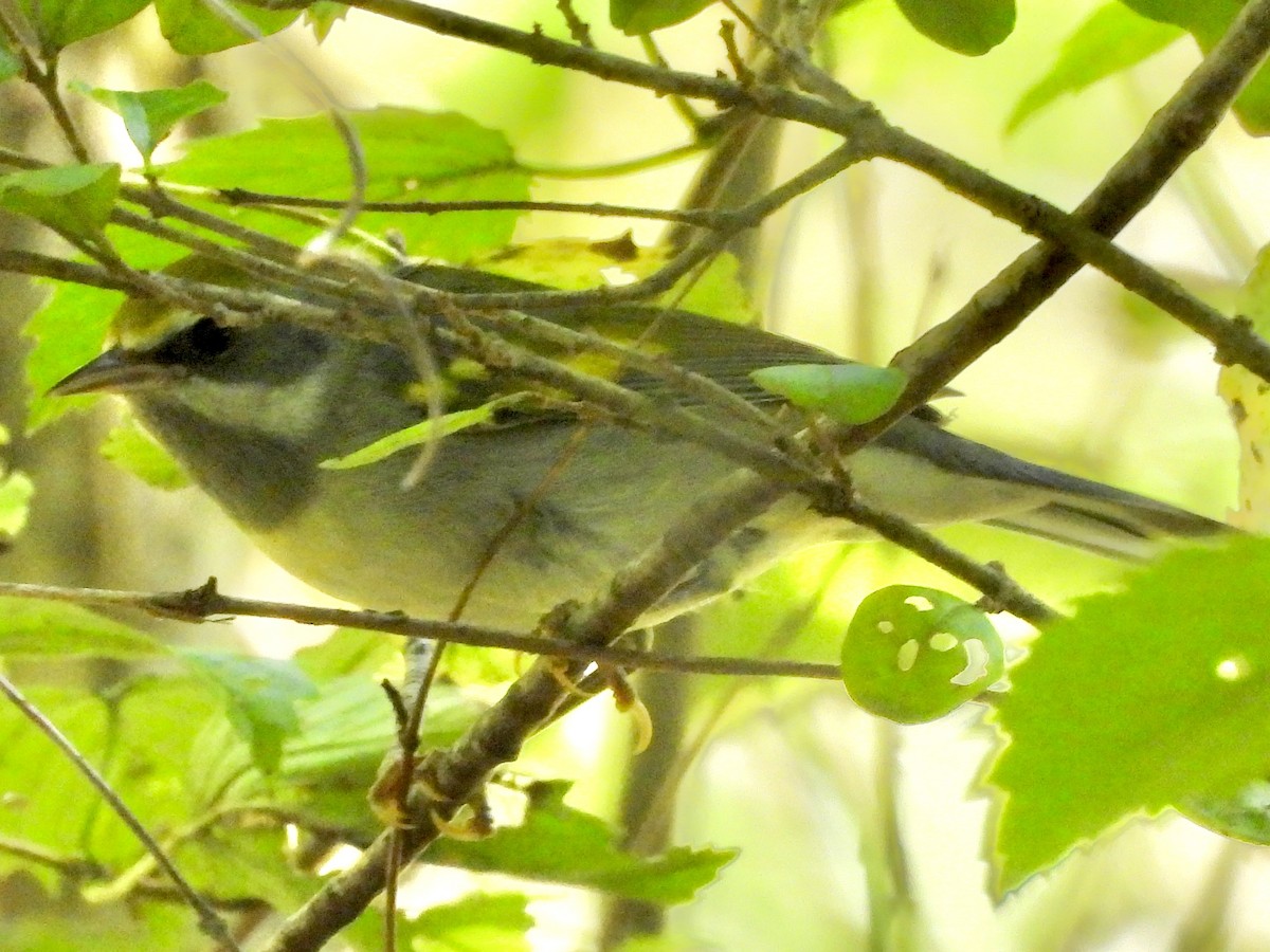 Golden-winged Warbler - ML624116424