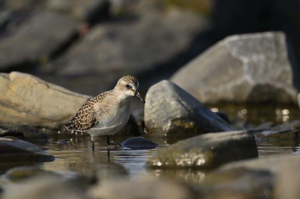 Semipalmated Sandpiper - ML624116425