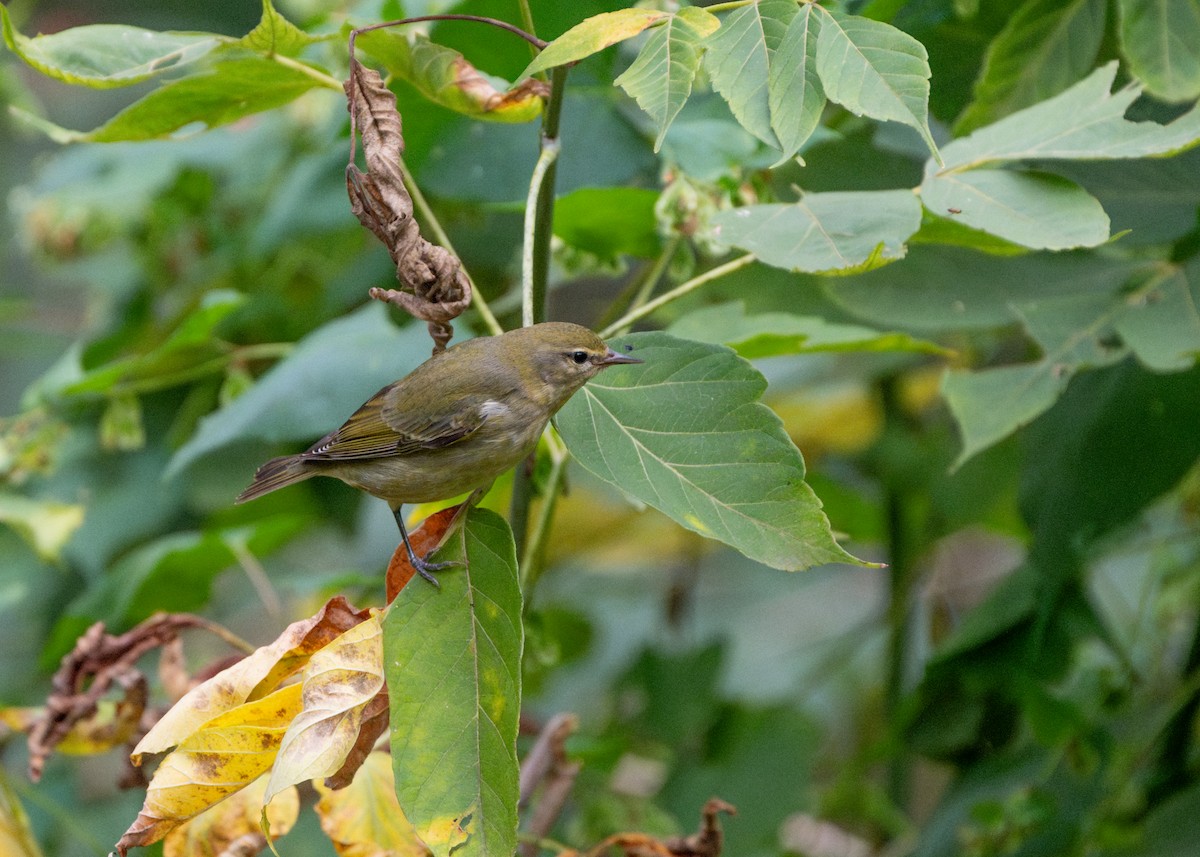 Tennessee Warbler - ML624116429