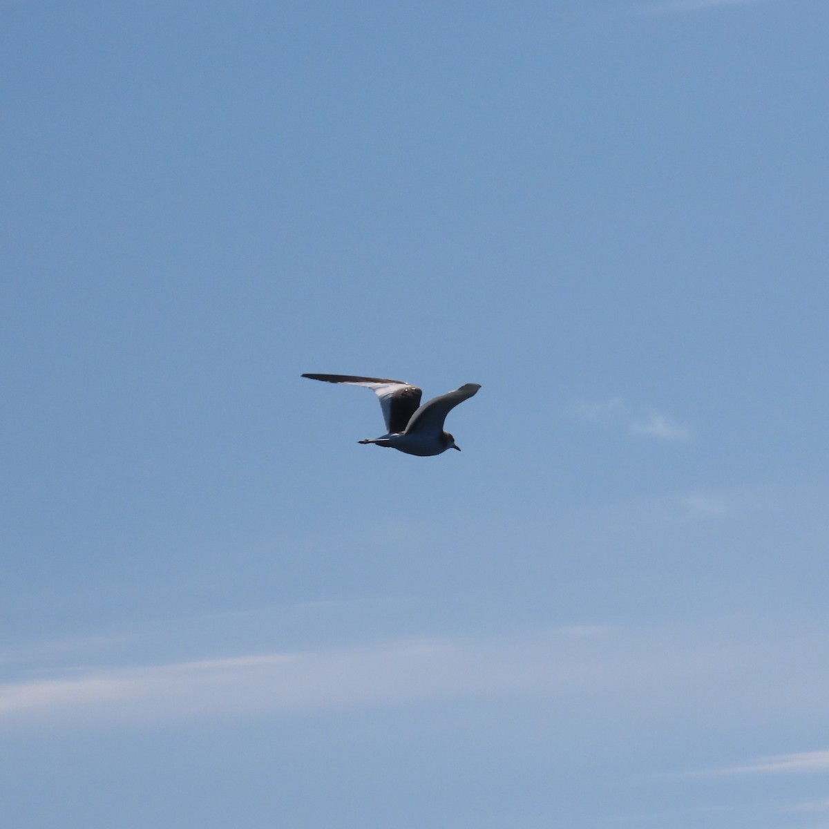 Sabine's Gull - ML624116430