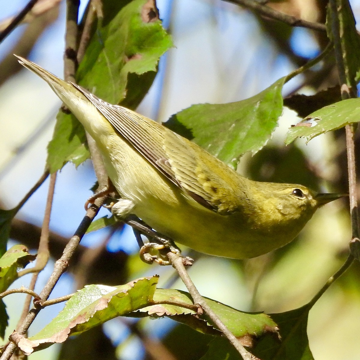 Tennessee Warbler - ML624116431