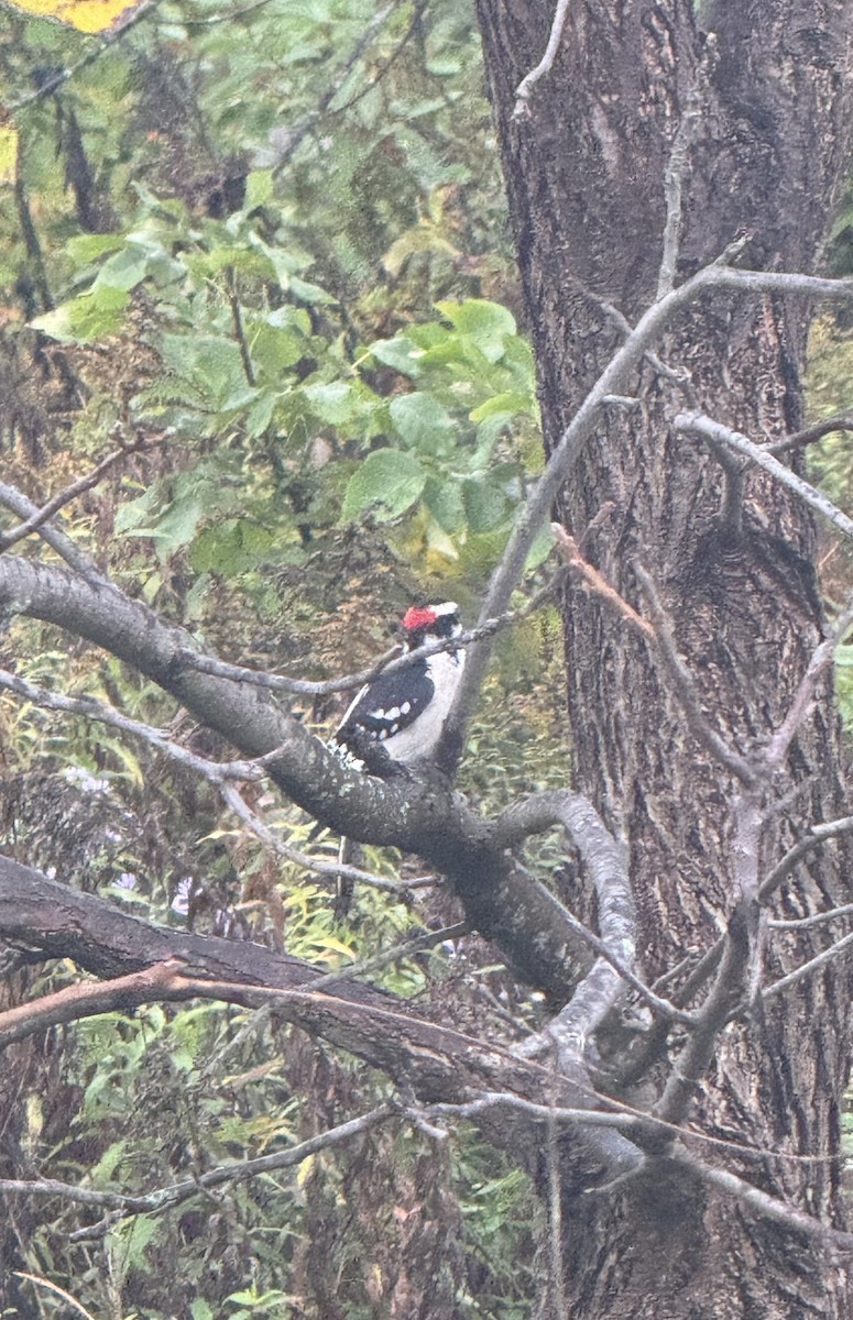 Downy Woodpecker - ML624116432