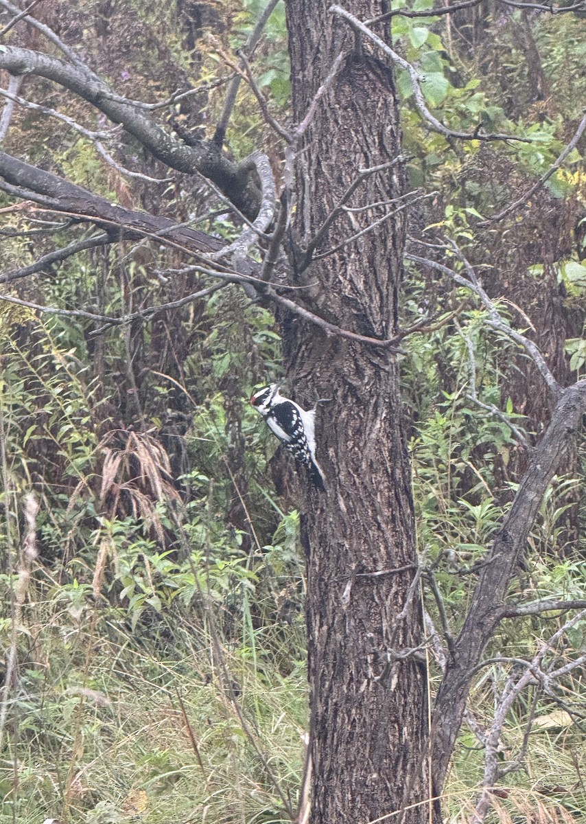 Downy Woodpecker - ML624116433