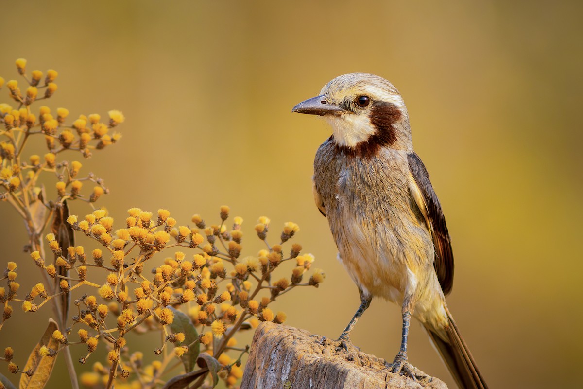 Streamer-tailed Tyrant - ML624116434