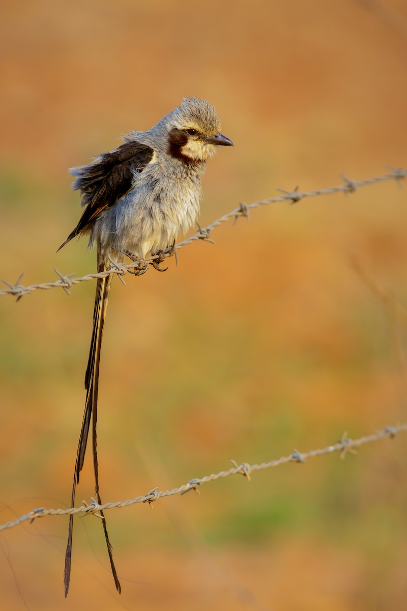 Streamer-tailed Tyrant - Gabriel Bonfa