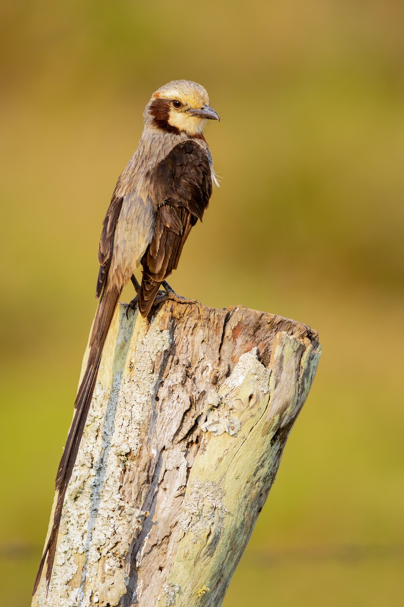 Streamer-tailed Tyrant - Gabriel Bonfa