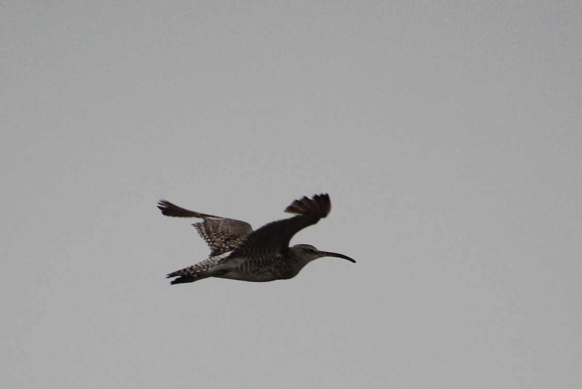 Whimbrel - ML624116440