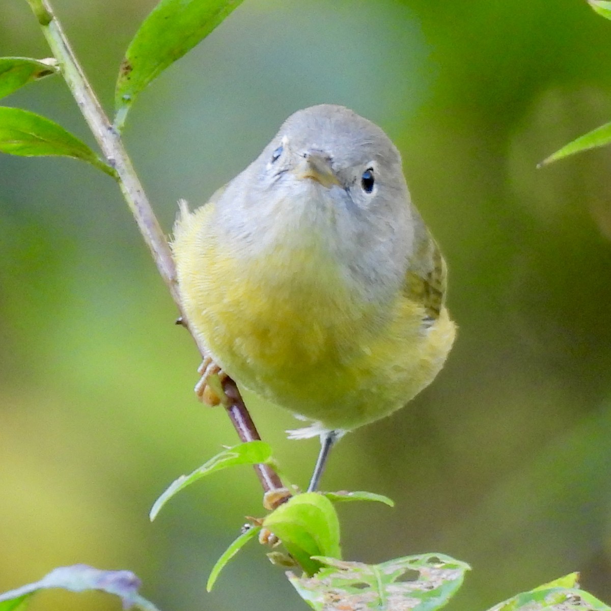 Nashville Warbler - ML624116442