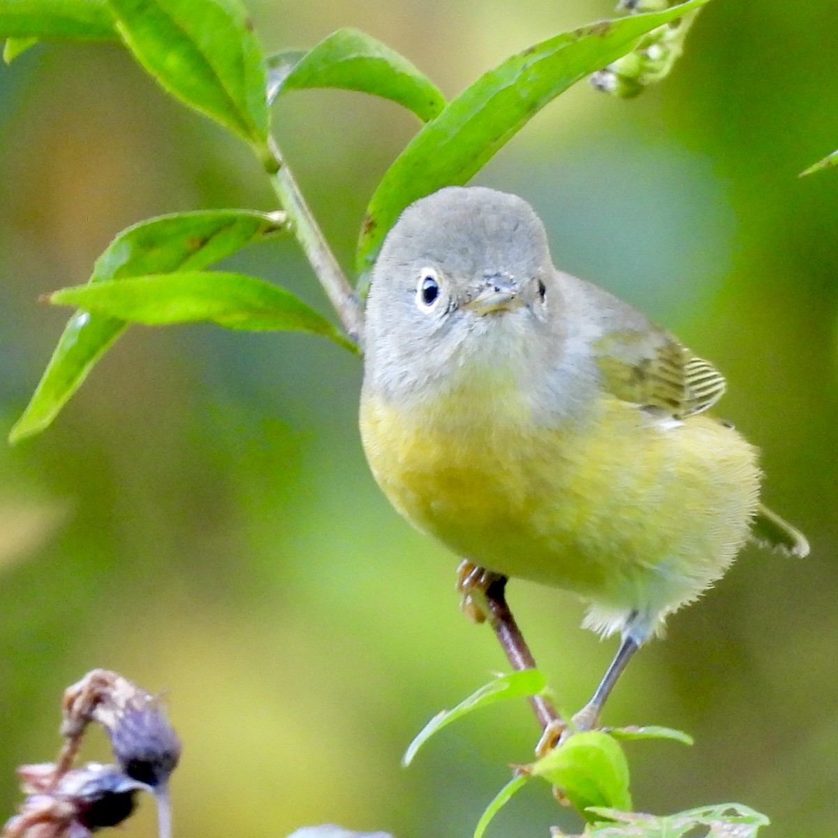 Nashville Warbler - ML624116443