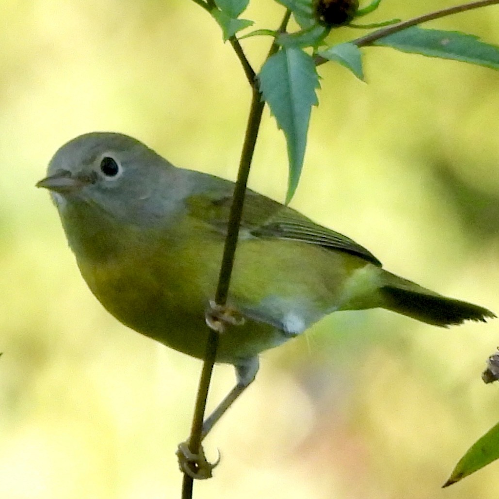 Nashville Warbler - Will Arditti