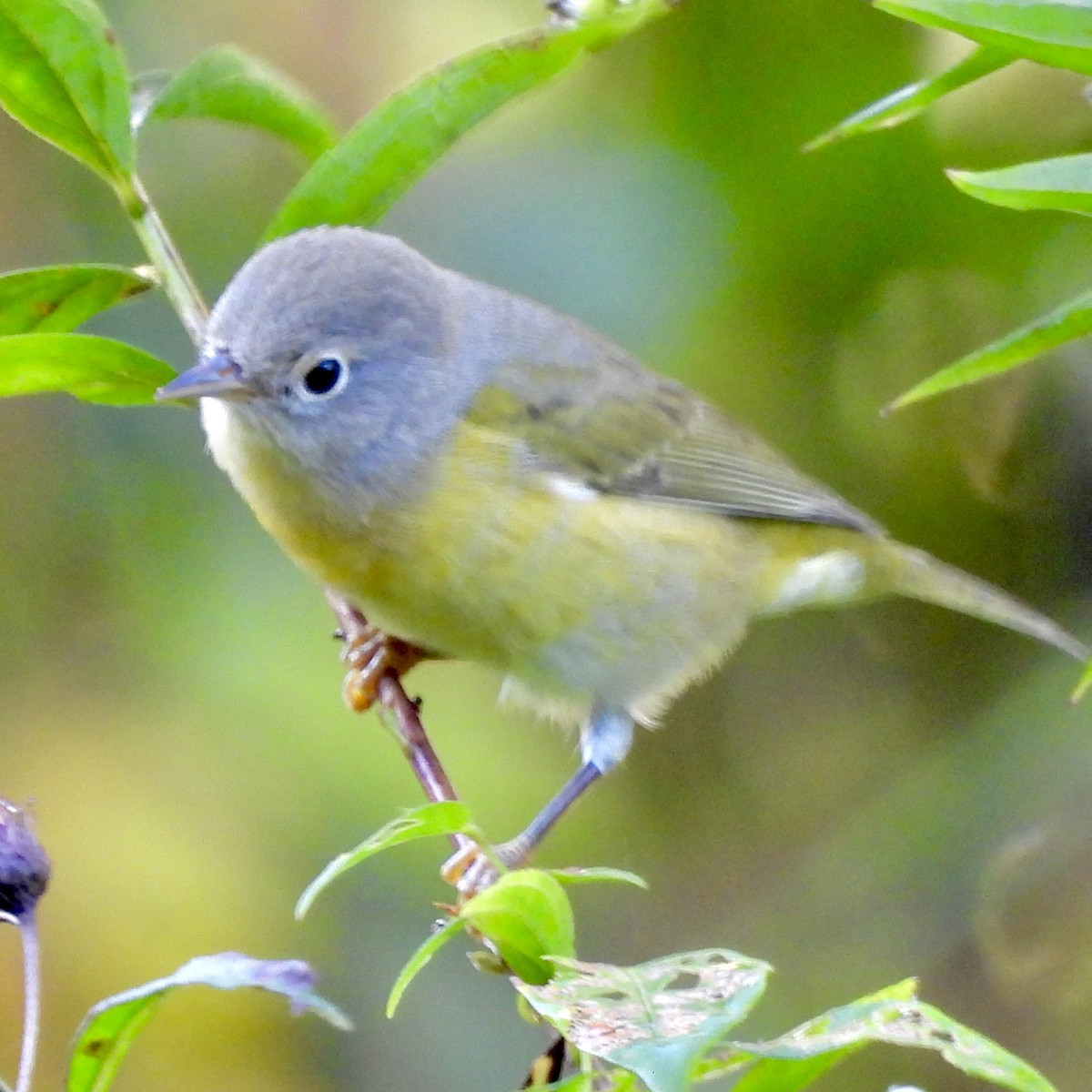 Nashville Warbler - ML624116445