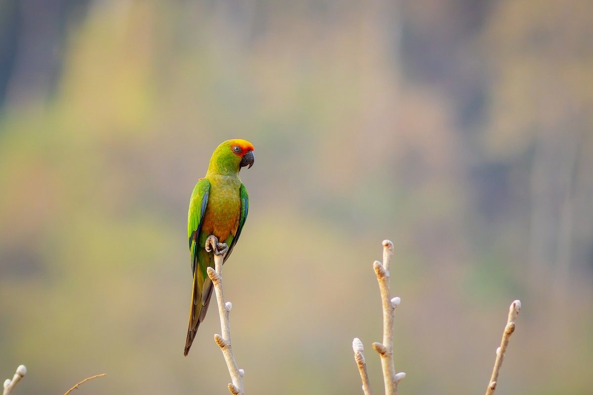 Golden-capped Parakeet - ML624116452