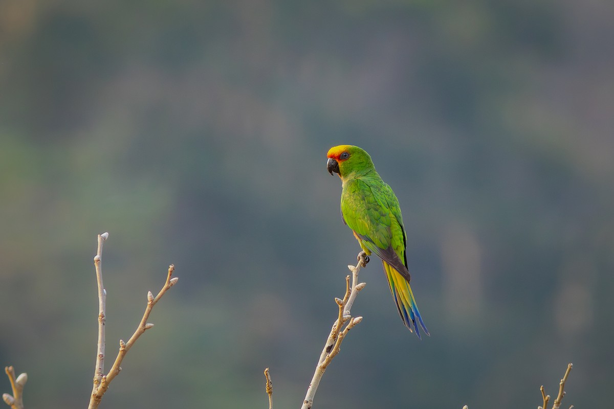 Golden-capped Parakeet - ML624116453