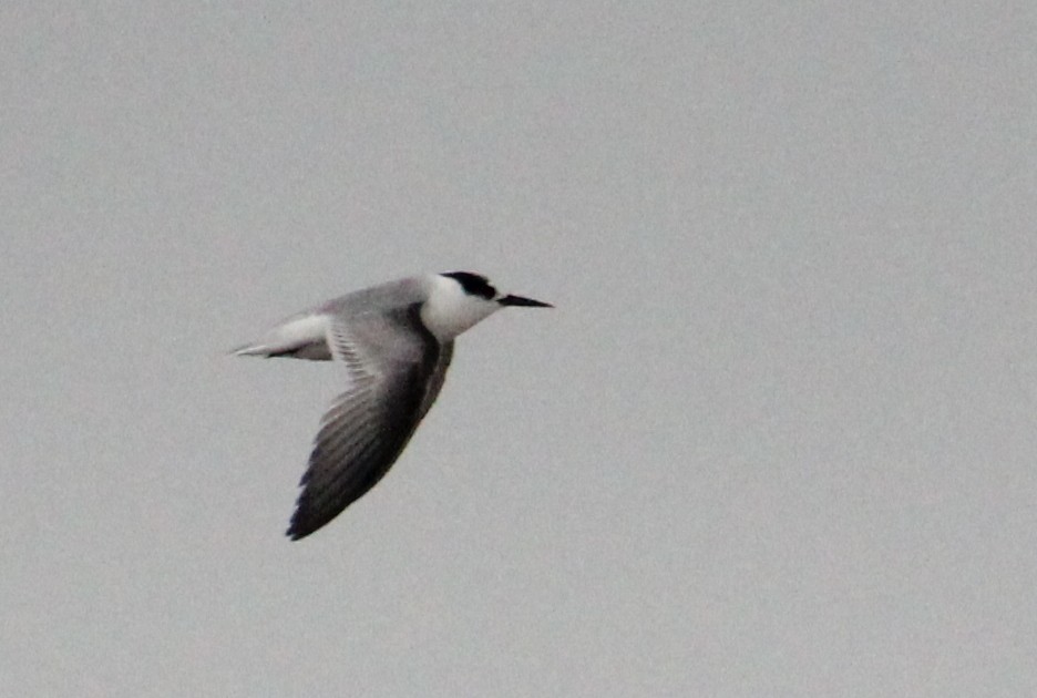 Little Tern - ML624116454