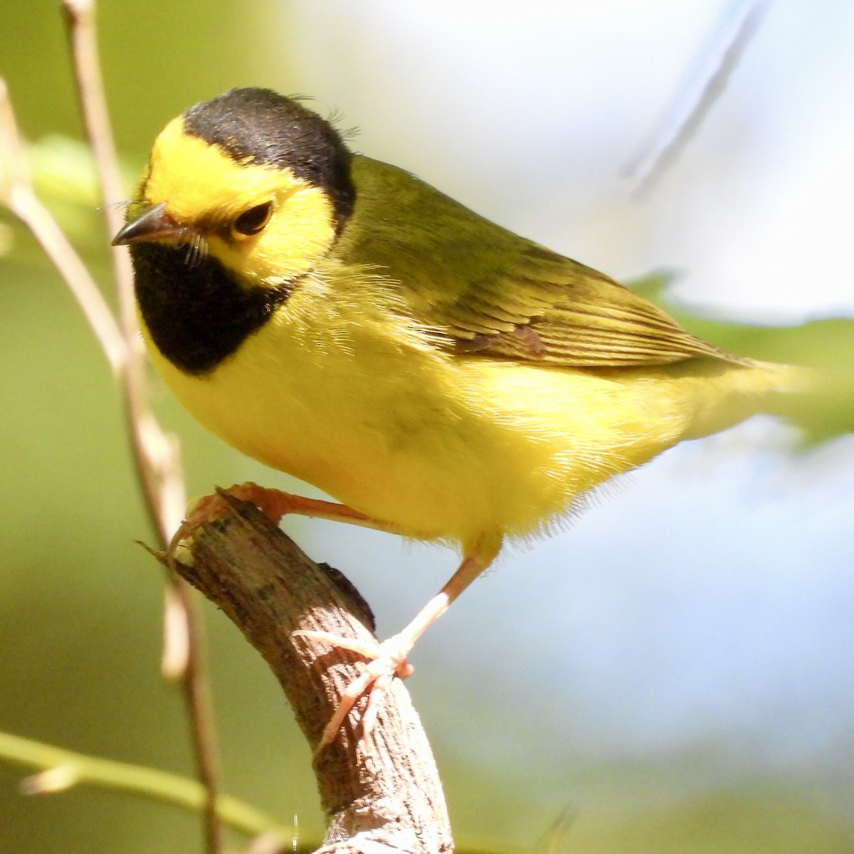 Hooded Warbler - ML624116458