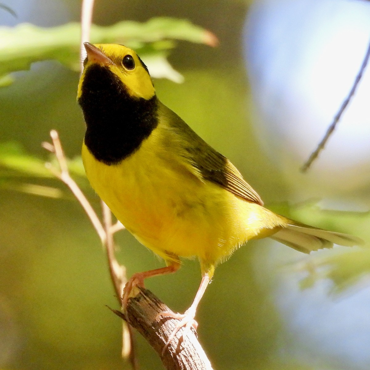 Hooded Warbler - ML624116459