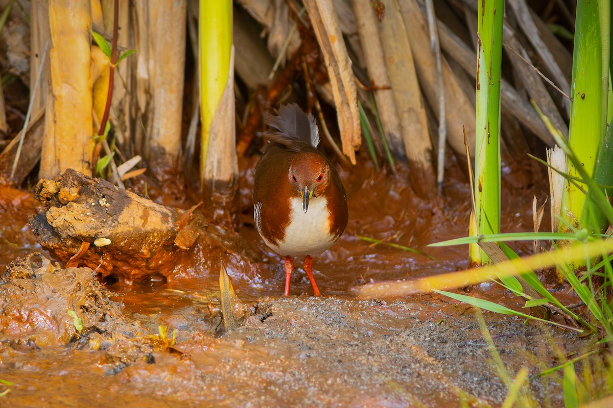 Red-and-white Crake - ML624116461