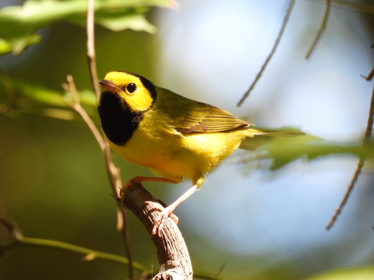 Hooded Warbler - Will Arditti