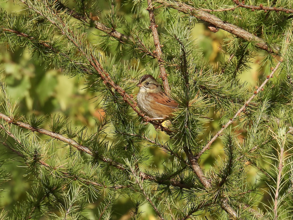 Swamp Sparrow - ML624116473