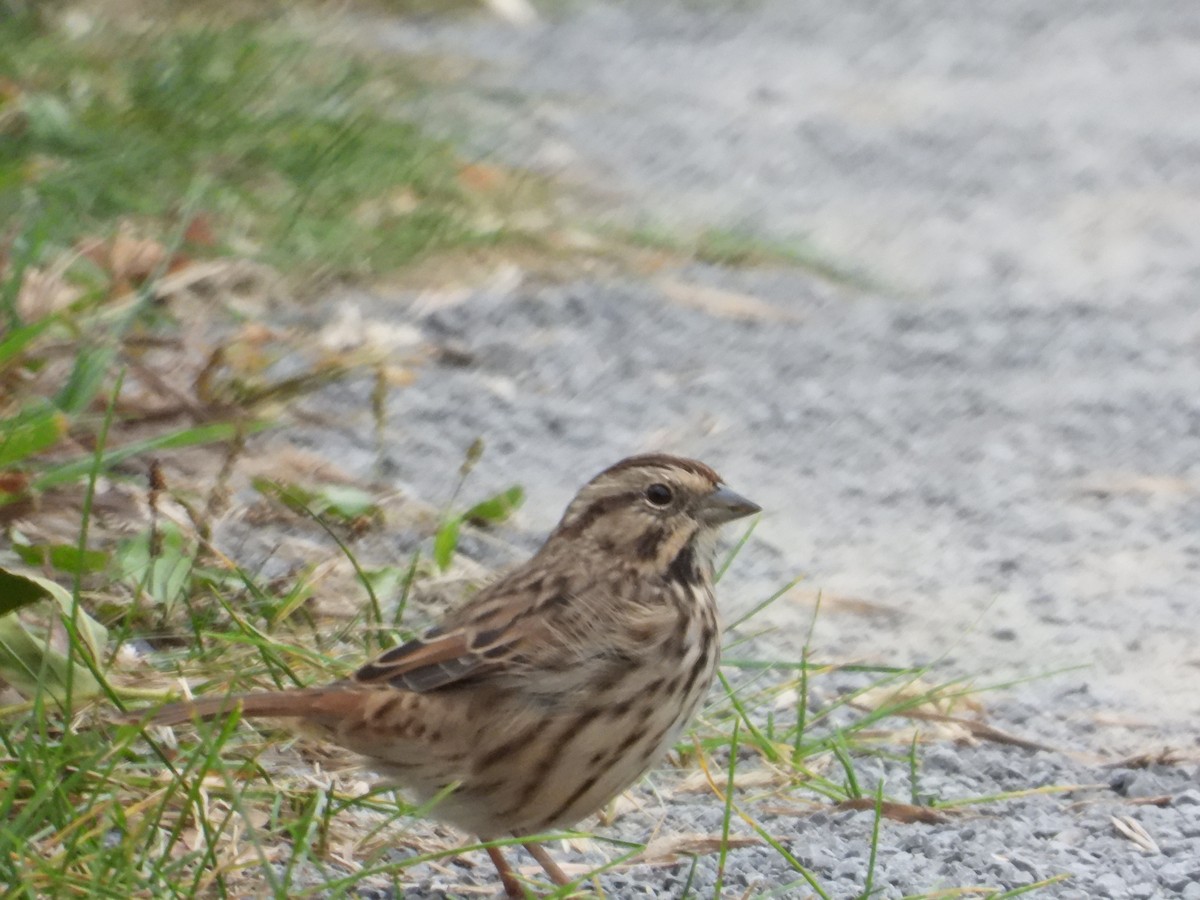 Song Sparrow - ML624116480