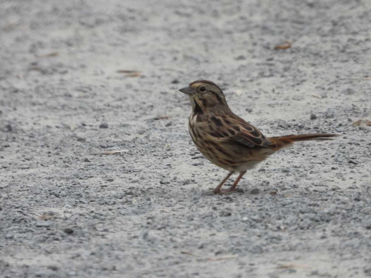 Song Sparrow - Denis Provencher COHL