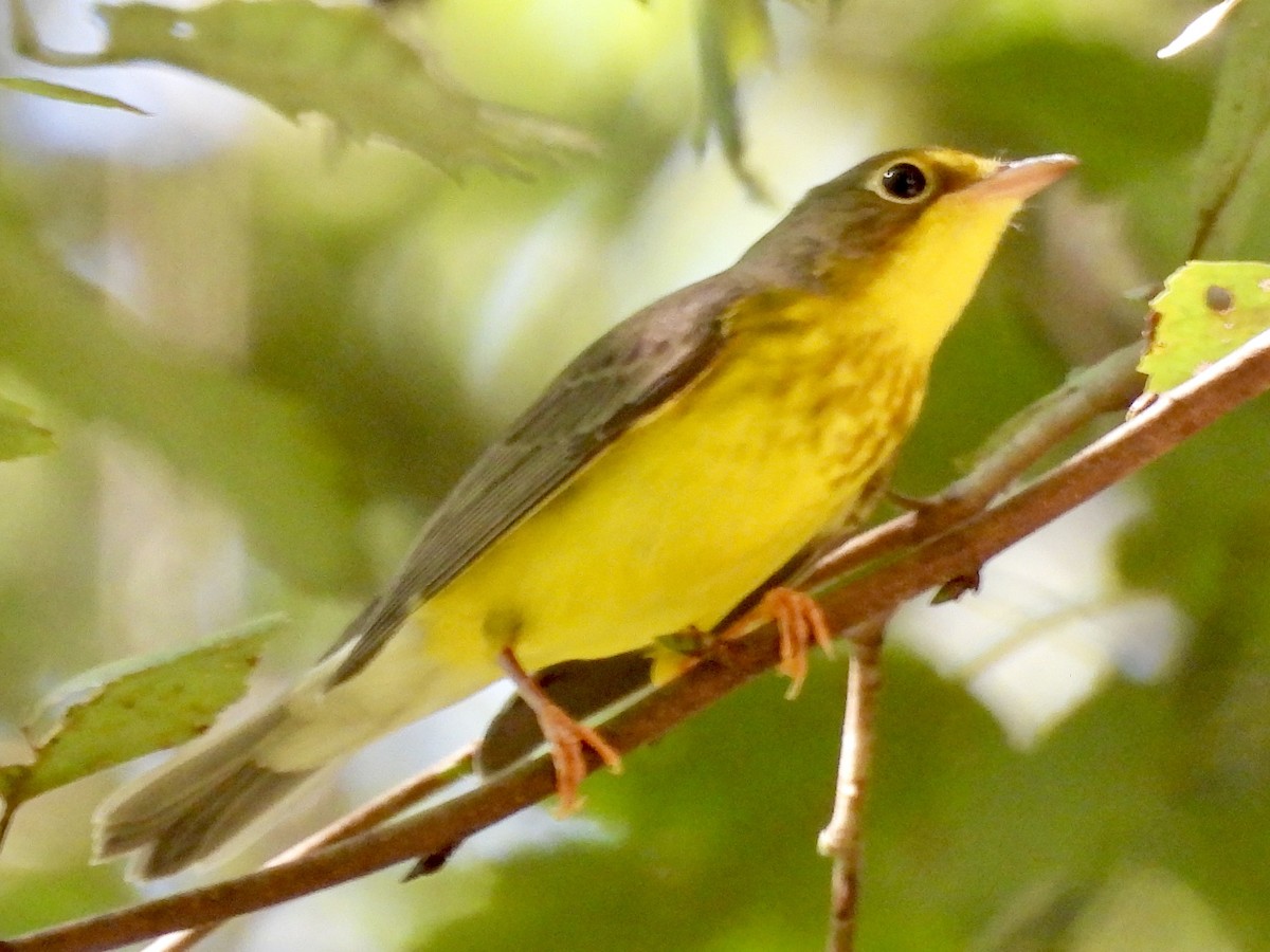 Canada Warbler - ML624116489