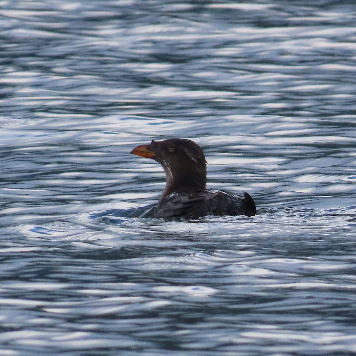 Rhinoceros Auklet - Suzanne Beauchesne