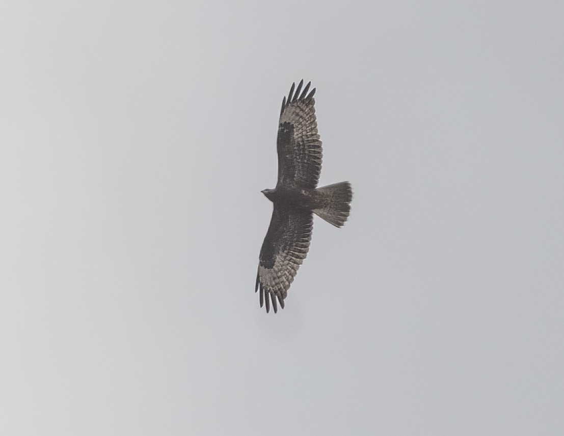 European Honey-buzzard - ML624116493