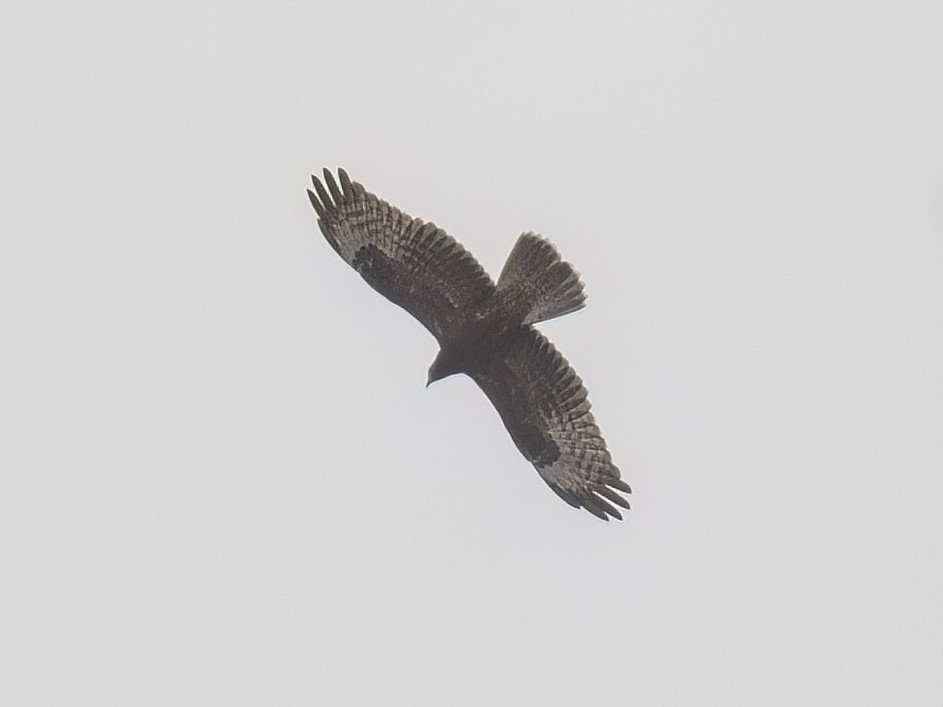 European Honey-buzzard - ML624116494