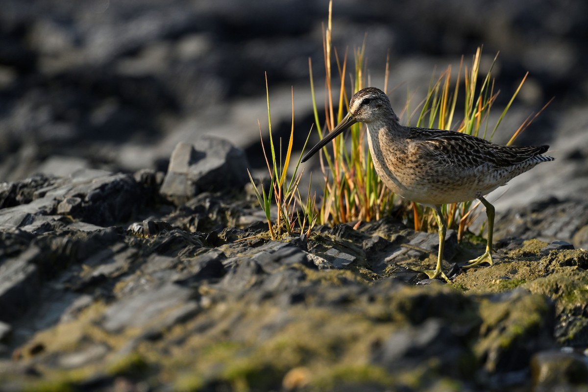 Short-billed Dowitcher - Serge Rivard