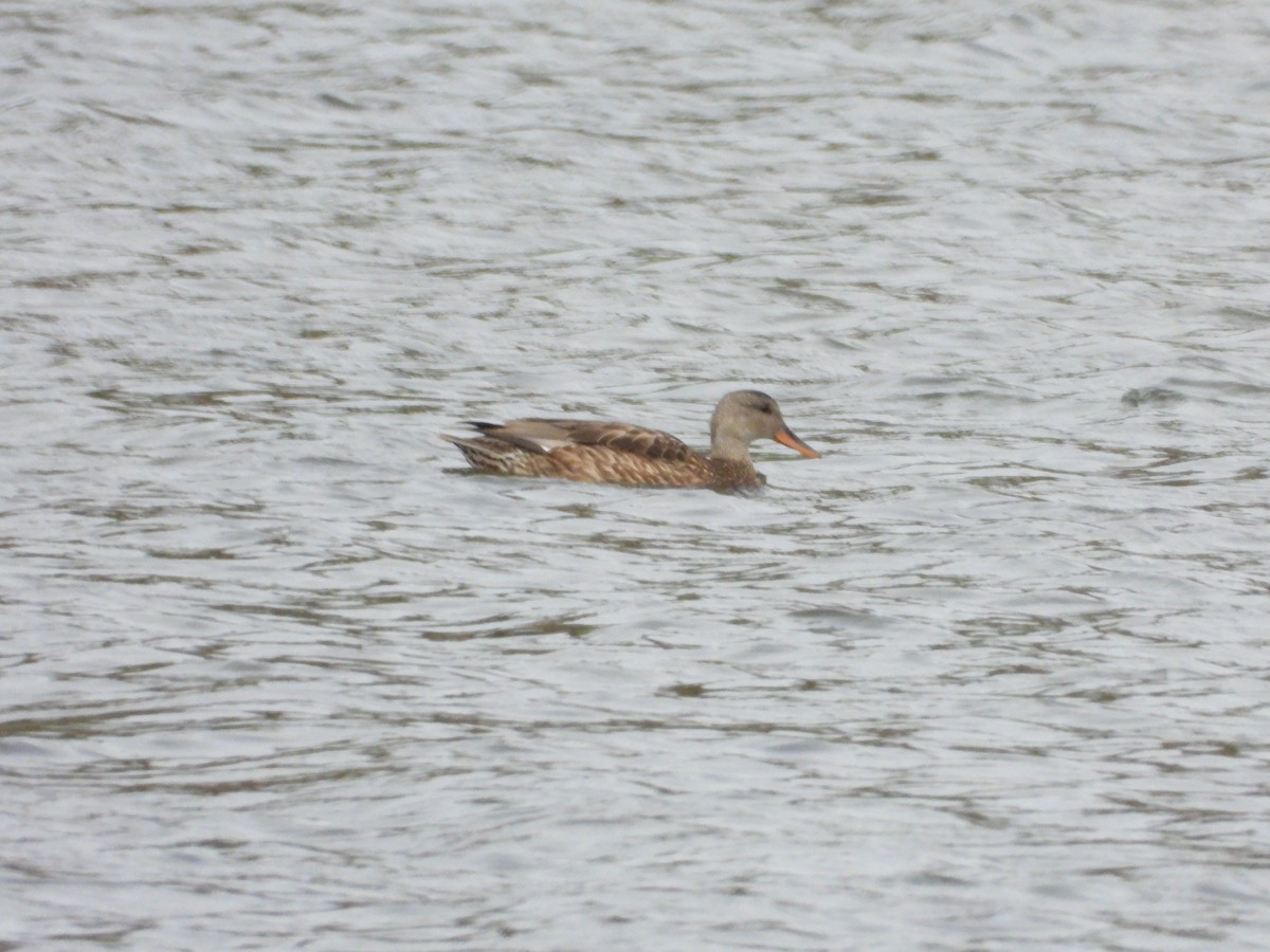 Canard chipeau - ML624116497