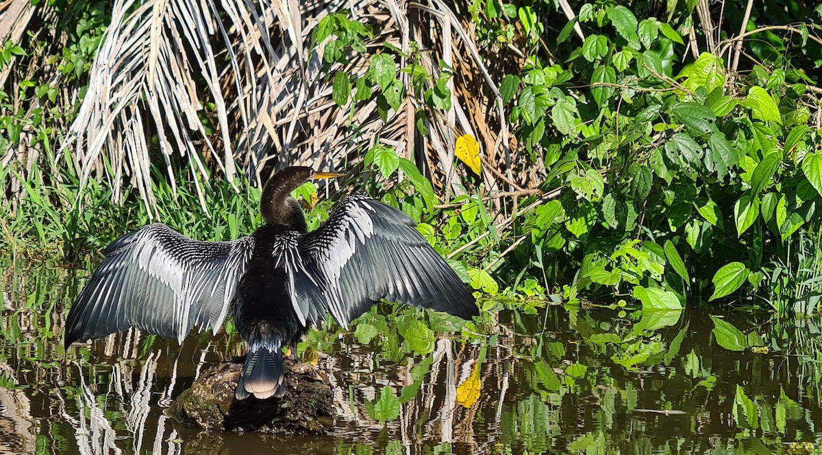 Anhinga d'Amérique - ML624116498