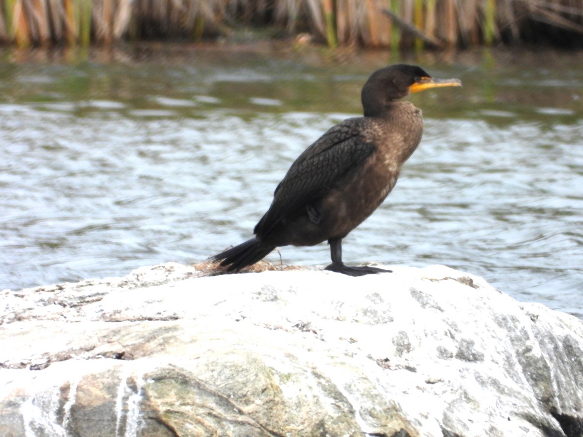 Cormoran à aigrettes - ML624116501