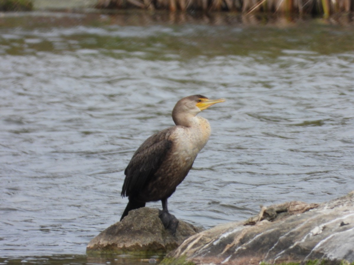 Cormoran à aigrettes - ML624116502