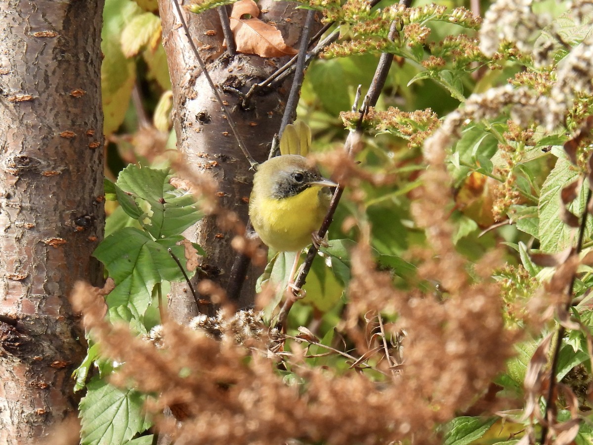 Common Yellowthroat - ML624116504