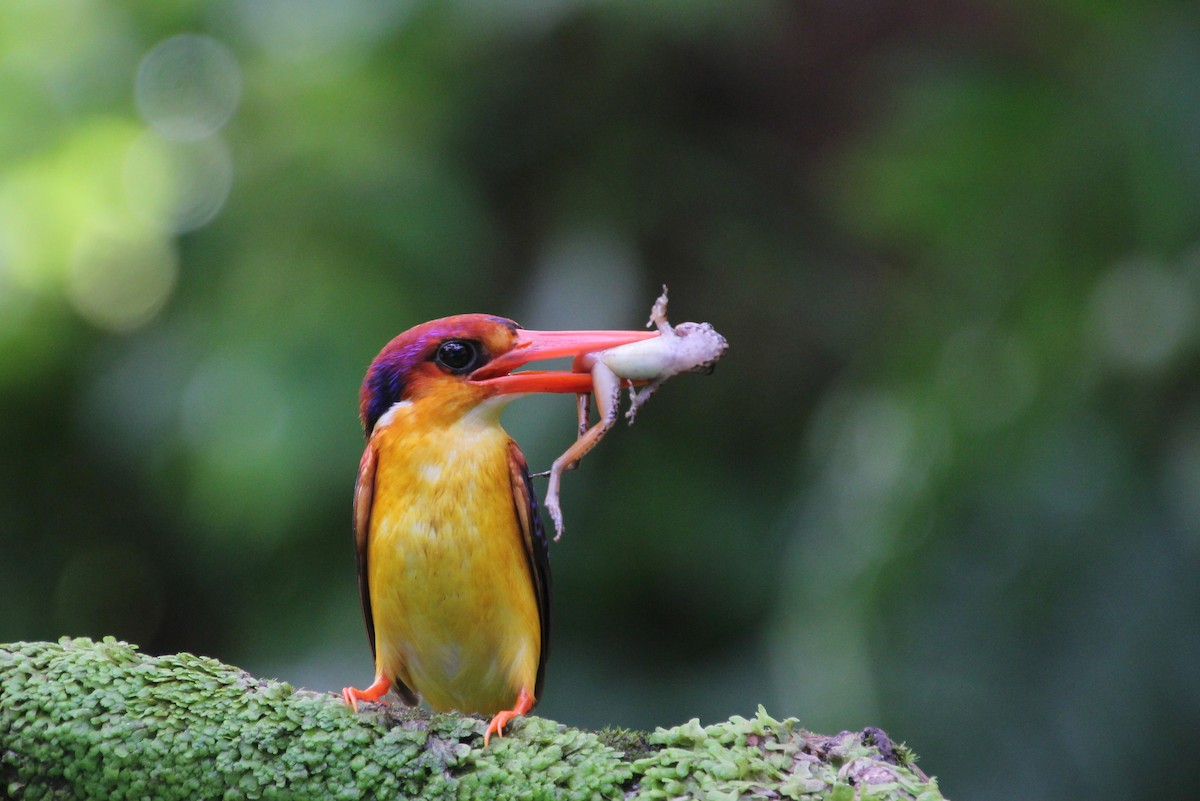 黑背三趾翠鳥 - ML624116507