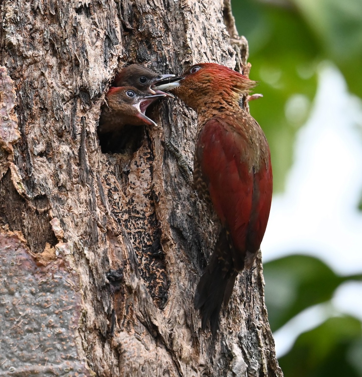 Banded Woodpecker - ML624116508