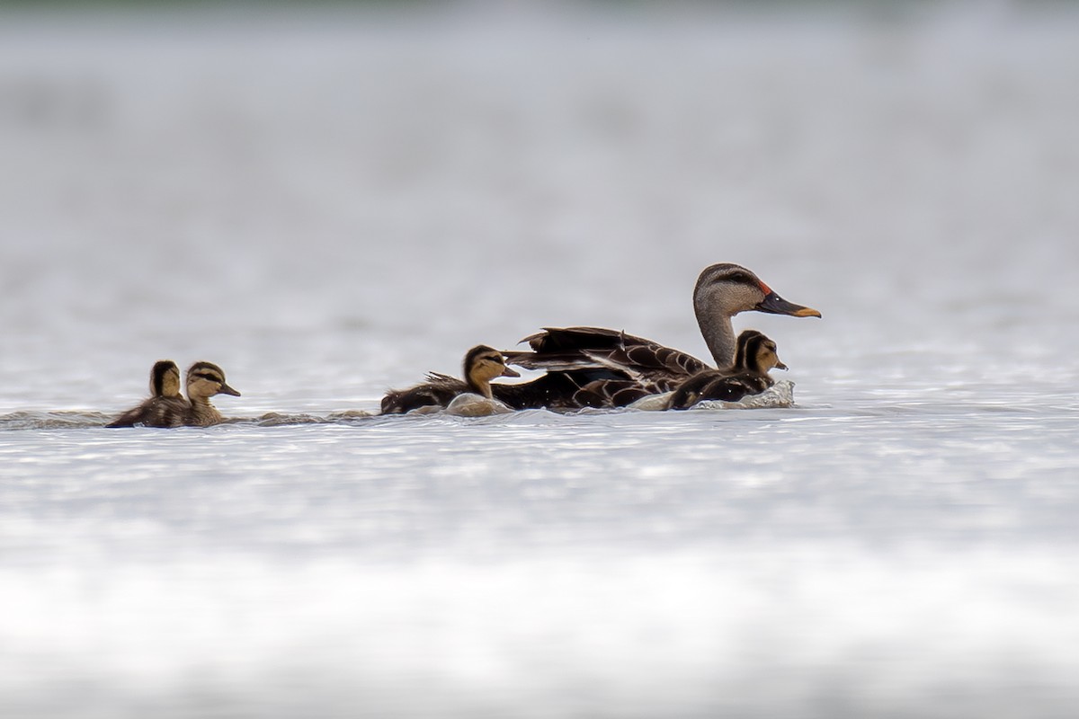 Indian Spot-billed Duck - ML624116509