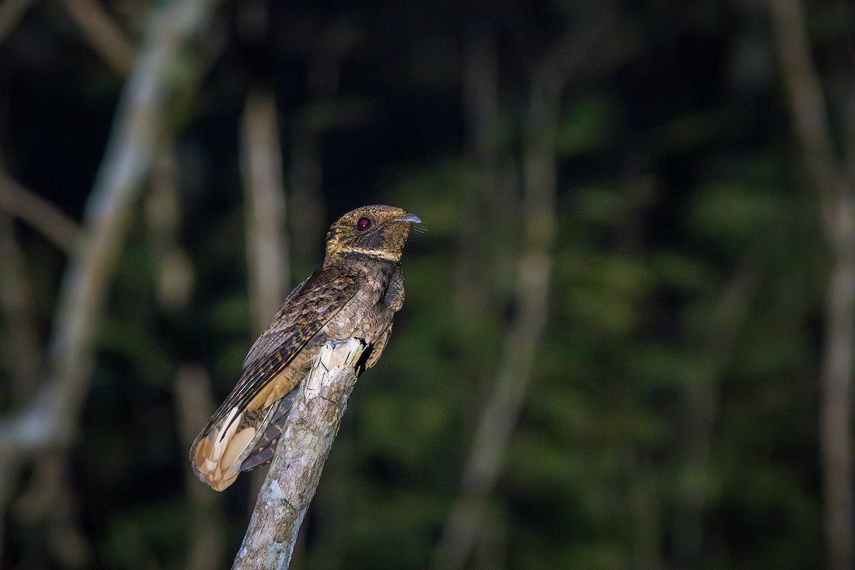 Rufous Nightjar - ML624116510